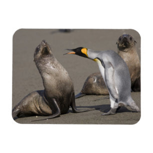 南極大陸・サウスジョージア島(英国)、キングペンギン3羽 マグネット