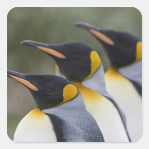 南極大陸・サウスジョージア島（英国）、キングペンギン スクエアシール