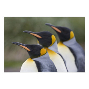 南極大陸・サウスジョージア島（英国） キングペンギン フォトプリント           