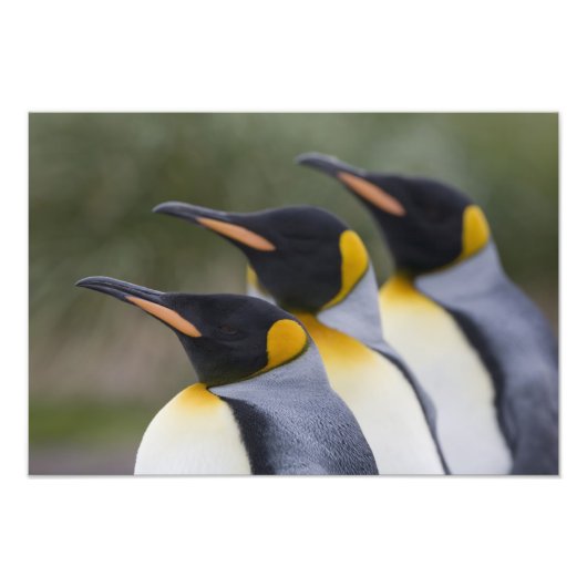 南極大陸・サウスジョージア島（英国） キングペンギン フォトプリント            (正面)