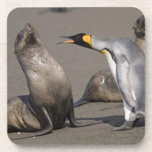 南極大陸・サウスジョージア島 (英国) キングペンギン 3 コースター