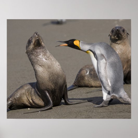 南極大陸・サウスジョージア島 (英国) キングペンギン 3 ポスター (正面)