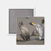 南極大陸・サウスジョージア島 (英国) キングペンギン 3 マグネット (正面/裏面)