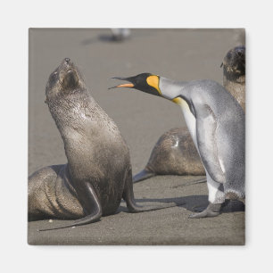 南極大陸・サウスジョージア島 (英国) キングペンギン 3 マグネット