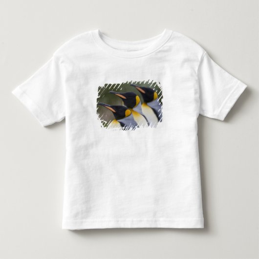 南極大陸, サウスジョージア島 (英国), キング トドラーTシャツ (正面)