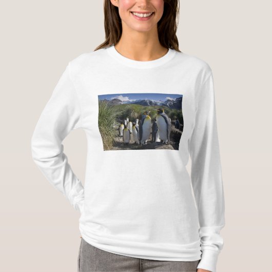 南極大陸, サウスジョージア島(英国), キング Tシャツ (正面)