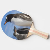 南極大陸、ネココーブ(港)。ジェンツーペンギン2 卓球ラケット (横)