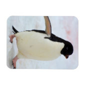 南極大陸 ペテルマン島 アデリーペンギン マグネット (横)