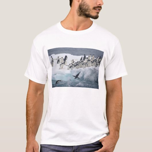 南極大陸、ポーレット島。アデリーペンギン Tシャツ (正面)