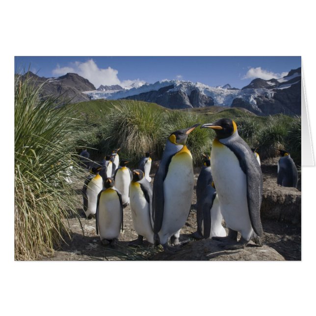 南極大陸、南ジョージア島（イギリス）、キング (正面横)