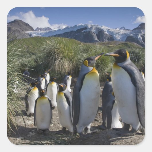 南極大陸、南ジョージア島（イギリス）、キング スクエアシール (正面)