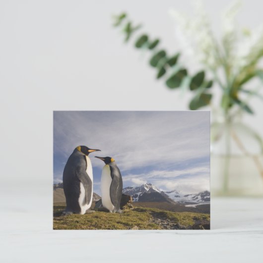 南極大陸、南ジョージア島(イギリス)、キング ポストカード (スタンド正面)