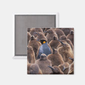 南極大陸，南ジョージア島，キングペンギン マグネット (正面/裏面)