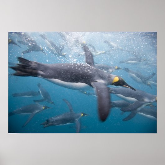 南極大陸，南ジョージア島（英国） ポスター (正面)