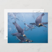 南極大陸，南ジョージア島（英国）, 2 ポストカード (正面/裏面)