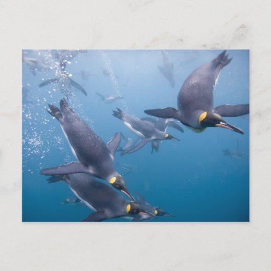 南極大陸，南ジョージア島（英国）, 2 ポストカード (正面)