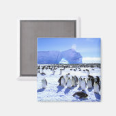 南極大陸，南極半島，ウェッデル海， 5 マグネット (正面/裏面)