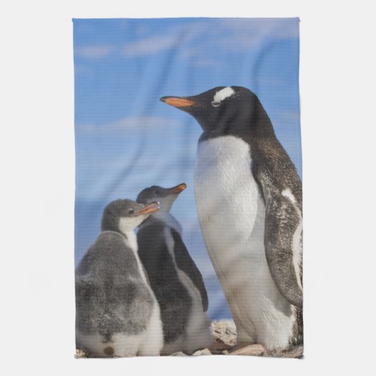 南極大陸、猫の岬 (港)。ジェンツーペンギン 2 キッチンタオル (縦)