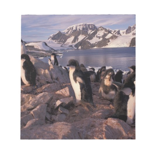 南極、アデリーペンギンの雛 ノートパッド (正面)