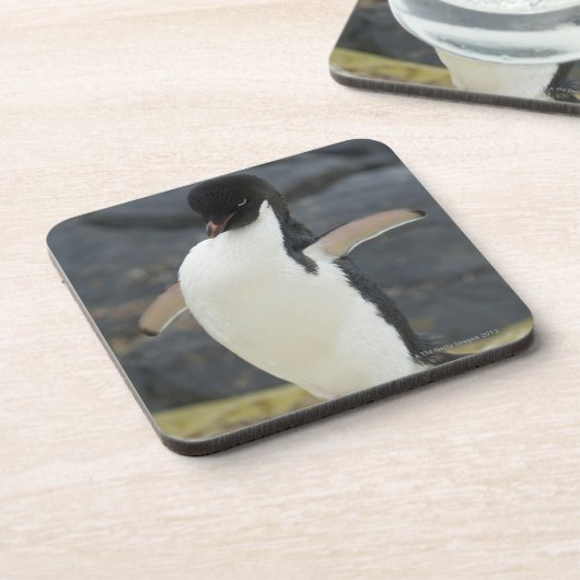 南極 コースター (左側)