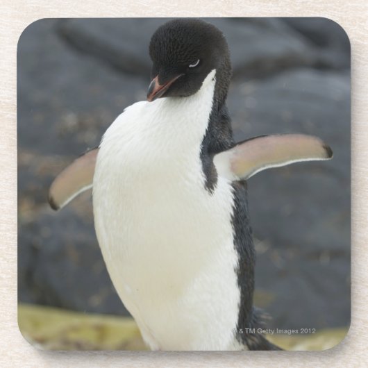 南極 コースター (正面)