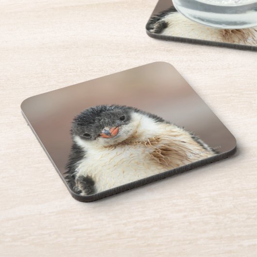 南極 コースター (左側)