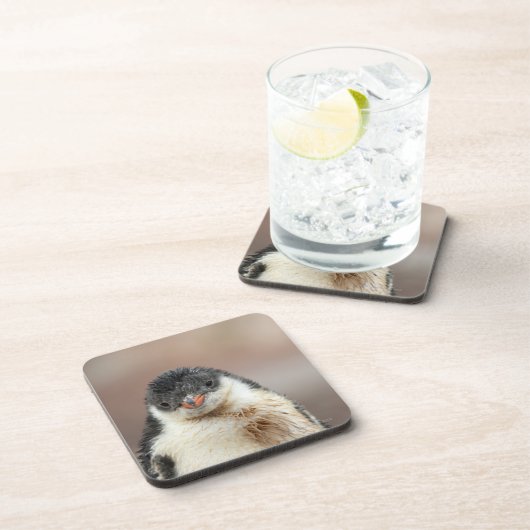 南極 コースター (右側)