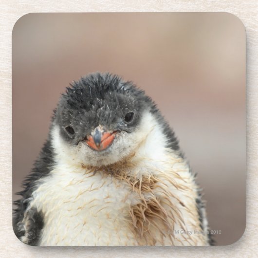 南極 コースター (正面)