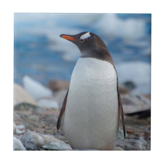 南極 ネコハーバー ジェンツーペンギン タイル (正面)