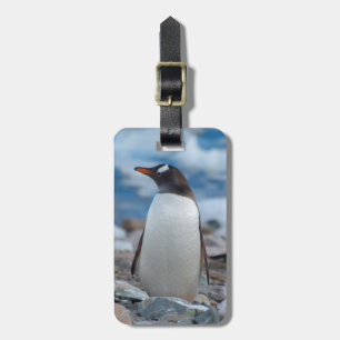 南極 ネコ湾 ジェンツーペンギン ラゲッジタグ