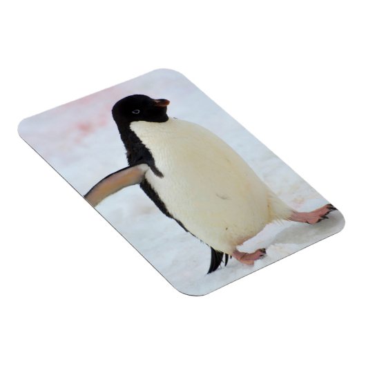南極.ピーターマン島。アデリーペンギン マグネット (右側)