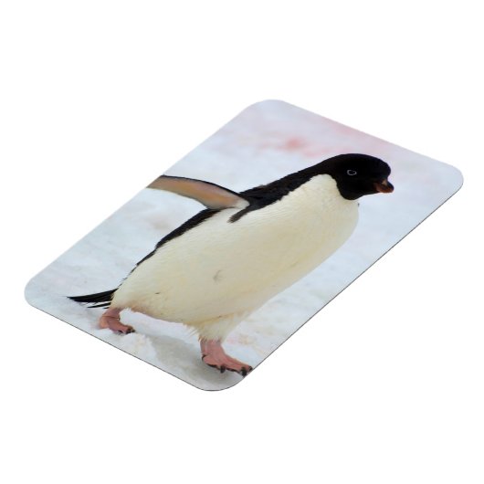 南極.ピーターマン島。アデリーペンギン マグネット (左側)