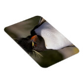 南極、南極亜諸島、南5 マグネット (右側)