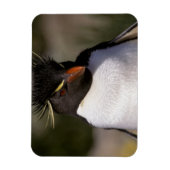 南極、南極亜諸島、南5 マグネット (縦)