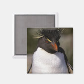 南極、南極亜諸島、南5 マグネット (正面/裏面)