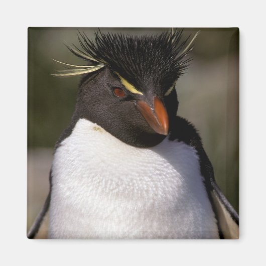 南極、南極亜諸島、南5 マグネット (正面)