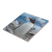 南極.寧港。Gentooペンギン タイル (側面)