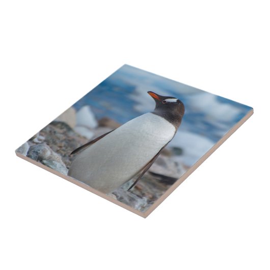 南極.寧港。Gentooペンギン タイル (側面)