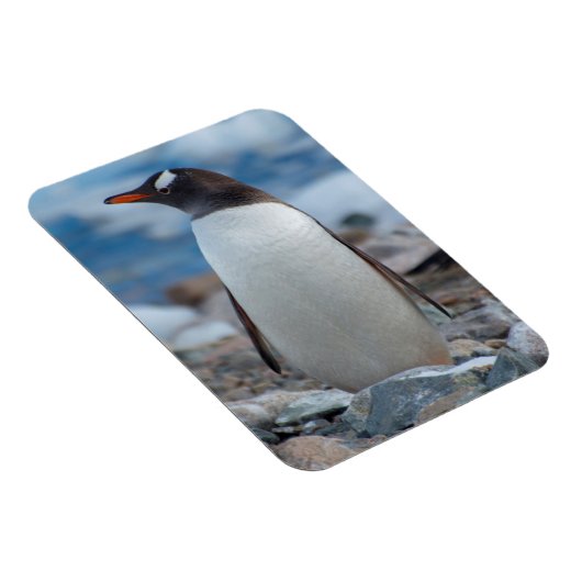 南極.寧港。Gentooペンギン マグネット (右側)