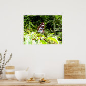 南白蝶ポスター ポスター (キッチン)