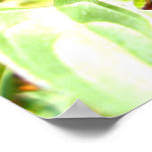 南白蝶ポスター ポスター (角)