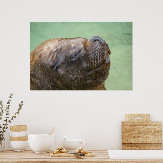 南米のアシカ ポスター (キッチン)