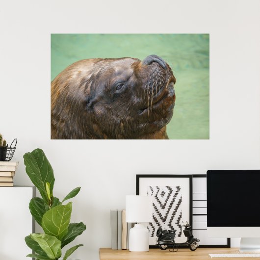 南米のアシカ ポスター (ホームオフィス)