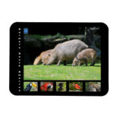 南米の様々な動物 マグネット (横)