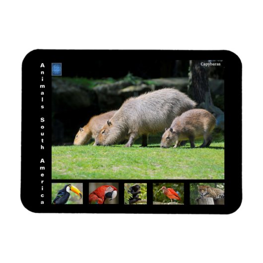 南米の様々な動物 マグネット (横)