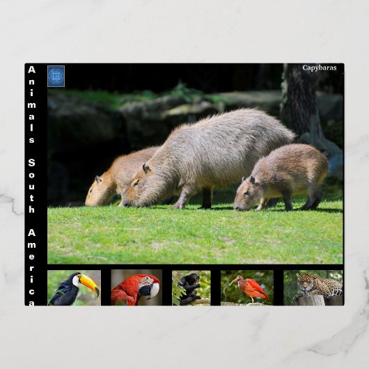 南米の様々な動物 箔シーズンポストカード (正面)