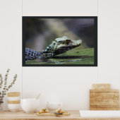 南米カイマン ポスター (キッチン)