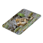 南米グレイフォックス (Lycalopex griseus) ペア2 マグネット (左側)