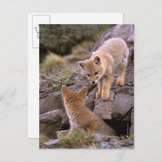 南米グレーキツネ(ライカロペックスグリセウス)ペア ポストカード (正面/裏面)