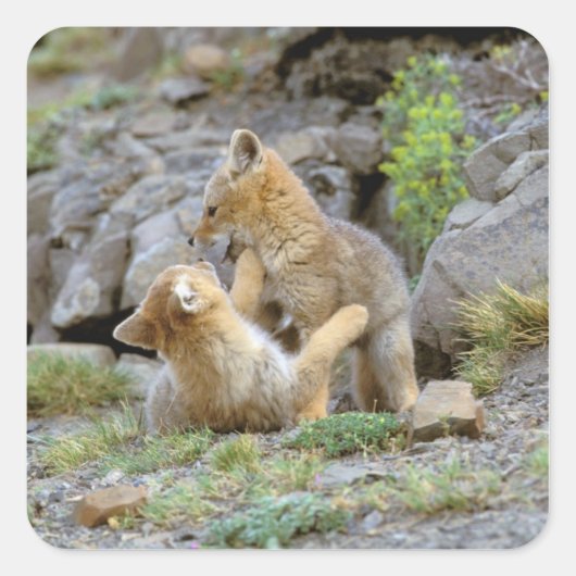 南米グレーキツネ(Lycalopex griseus)ペア2 スクエアシール (正面)